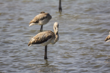 Baby flamingos in water