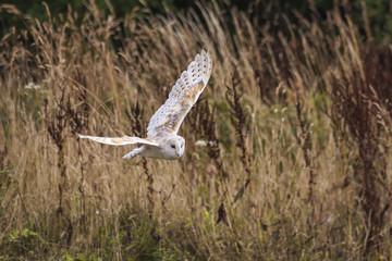 Obraz na płótnie Canvas Barn Owl with spread wings flying low through grassland