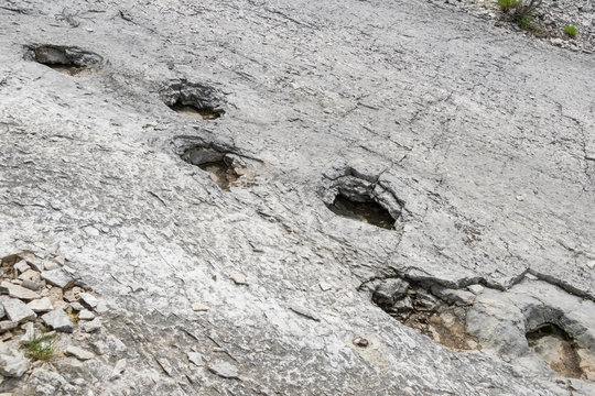 Orme dei dinosauri - Lavini di Marco, Rovereto (Trento, Italia)