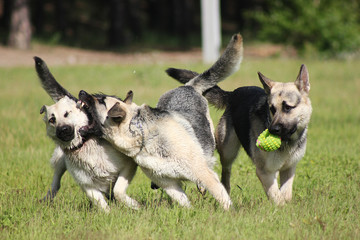 East European Shepherd