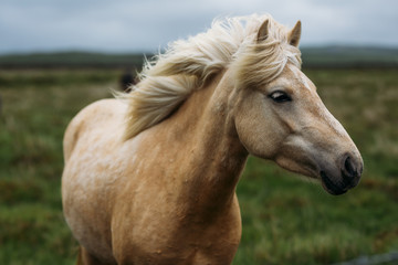 Obraz na płótnie Canvas White brown Icelandic horse roaming in Green meadow in Iceland