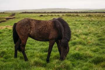 Naklejka na ściany i meble Brown and black Icelandic horse on a meadow in Iceland