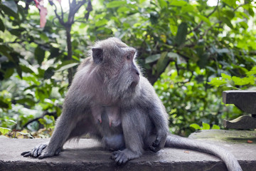 Monkey portrait. Face of Macaque monkey in Ubud Monkey Forest, Bali