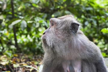 Monkey portrait. Face of Macaque monkey in Ubud Monkey Forest, Bali