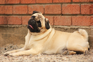 pug