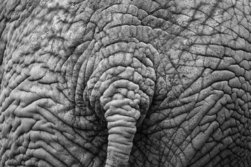 Afrikanischer Elefanten-Hinterteil -  Loxodonta africana