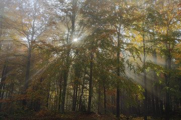 Autumn forest./Autumnal morning mist with sun rays in north Poland