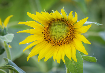 Bright Sunflower Center