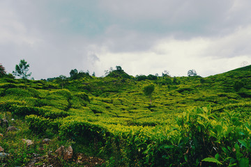 gloomy day in the tea plantation