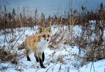  Fox in the winter forest