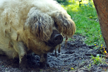 Wollschwein - Mangalitza