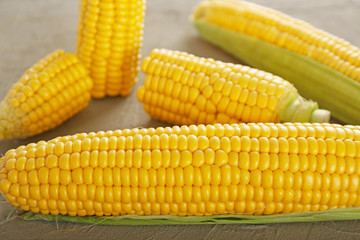 Fresh corn cobs on grey table, closeup