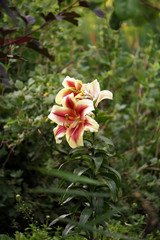 Lilium Stargazer