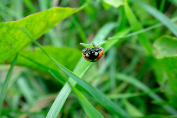 Ladybird climbing a blade of grass.