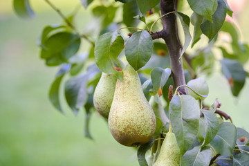 pears on the tree