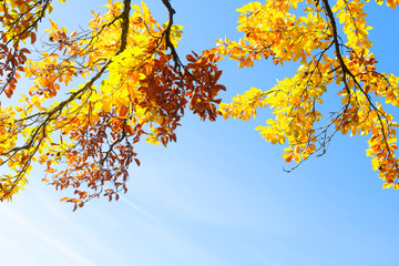 Vibrant yellow Walnut golden fall tree foliage with copy space on bright blue sky background