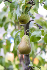 pears on the tree