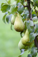 pears on the tree