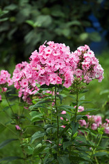 Obraz premium Garden Phlox Plants