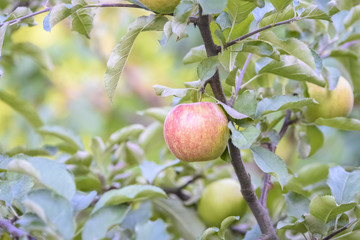apples on the tree