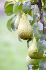 pears on the tree
