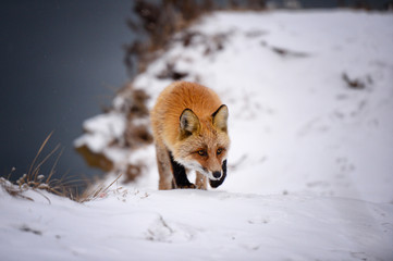  Fox in the winter forest