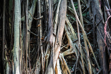 Closeup view of a wall covered by banyan tree roots in treehouse in Anping Tainan Taiwan