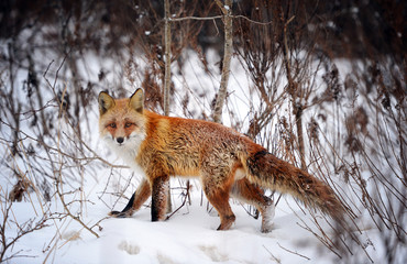  Fox in the winter forest