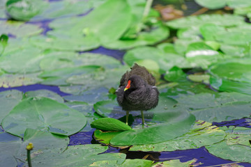 Gallinula Chloropus - common moorhen walking over the leaves of water lily