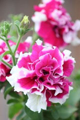 Obraz premium Petunia Purple Pirouette