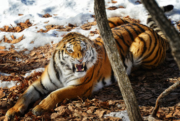Amur tiger in the forest