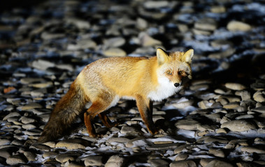  Fox in the winter forest