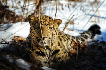 The Far Eastern leopard in the winter forest
