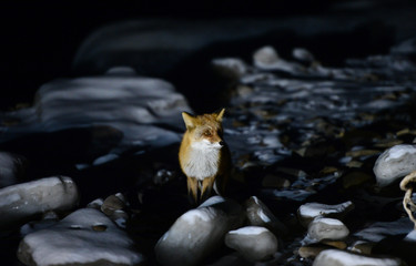  Fox in the winter forest