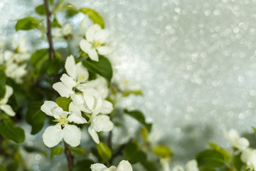Fresh white flowers background./ Spring flowers with silver bokeh 