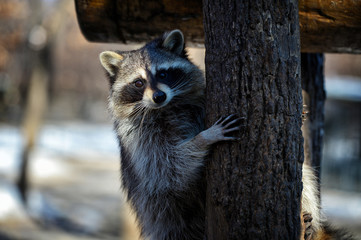  Raccoon in the Far Eastern Safari Park