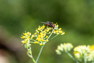 House fly on  Fennel plant collecting nectar.Macro photo