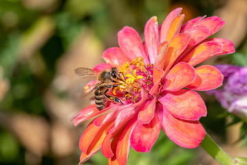 Close-up detail of a honey bee apis collecting pollen