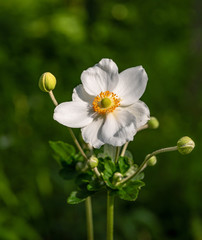 Obraz premium Close up photo of Japanese anemone (Anemone hupehensis) flower