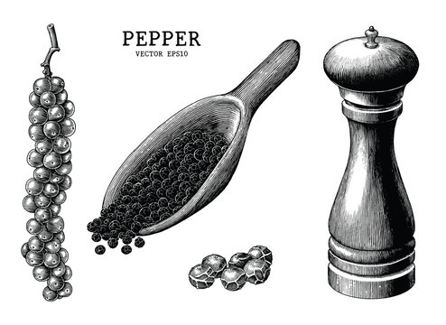 Pepper collection hand draw vintage clip art isolated on white background