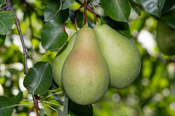 Red-green organic pear growing on a tree in the orchard