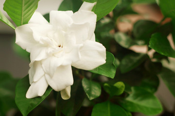 Beautiful white gardenia flower blooming in the garden.