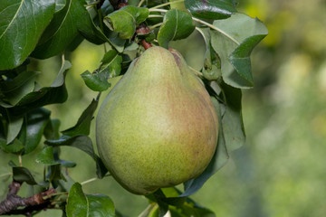 Red-green organic pear growing on a tree in the orchard