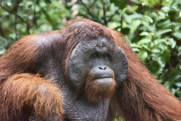 Close-up of male Orangutan in Borneo from Indonesia © RealityImages