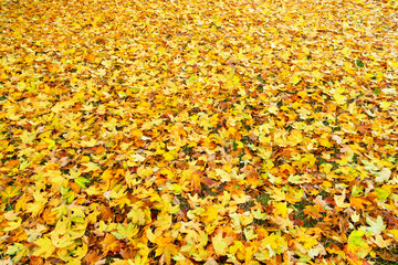 Maple tree fall yellow leaves change on the ground background