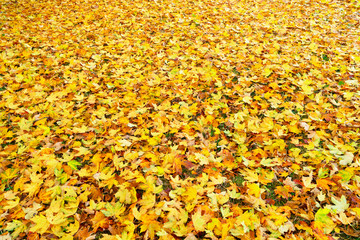 Obraz premium Maple tree fall yellow leaves change on the ground background