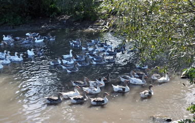 Home geese swim in the water