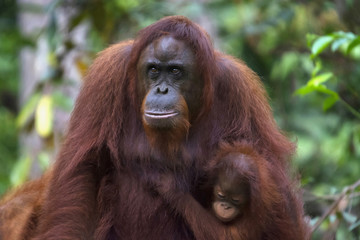 Orangutan with its baby, Indonesia wild life