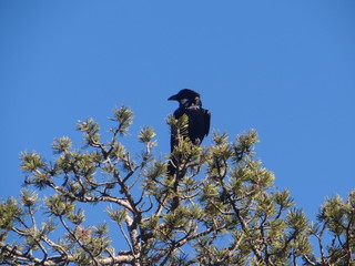 Pyrénées Orientales Cerdagne Les Angles France