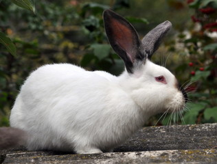 Californian breed of rabbits